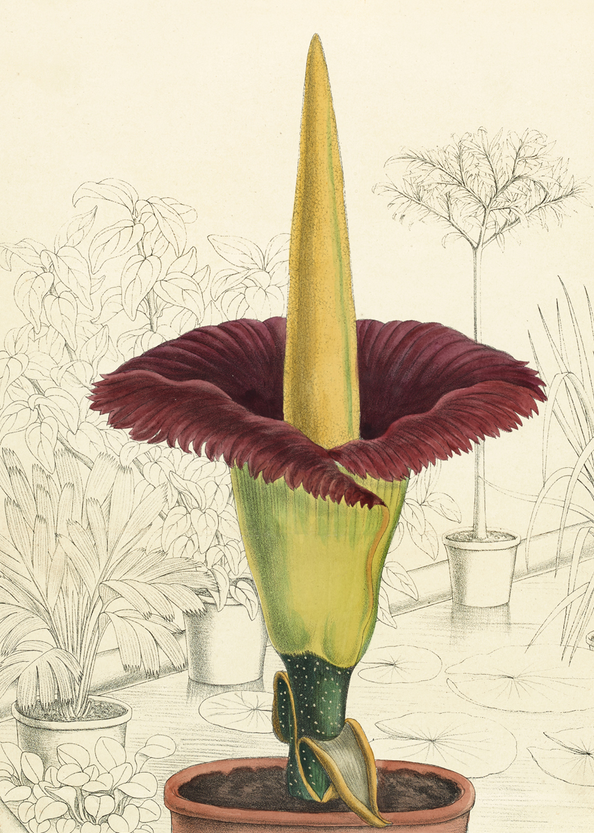 Corpse Flowers