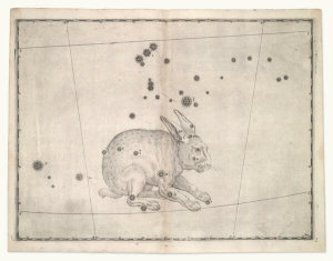 Alexander Mair - Lepus (from Johannes Bayer's Uranometria), 1603