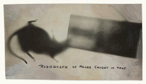 William J. Hammer - Radiograph of mouse in trap, 1903