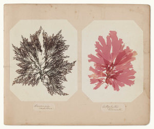 Miss G.E. Dyke-Poore - Laurencia caspitosa and Callophyllis laciniata, 1855-85