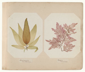 Miss G.E. Dyke-Poore - Laminaria saccharina and Dasya coccinea, 1855-85