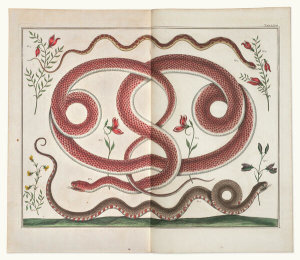 Albertus Seba - Snakes, 1734-65