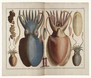 Albertus Seba - Squid, 1734-65