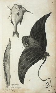 Francis Willughby - Pentropthalmos, Piscis Cornutus, and Aquilae Marinae species, 1686