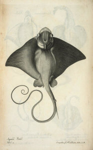 Francis Willughby - Aquila Salviani, 1686