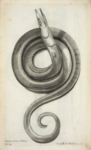 Francis Willughby - Serpens marinus Salviani, 1686