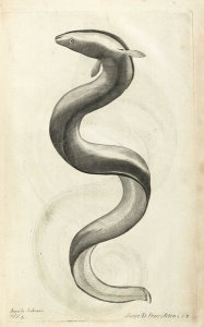 Francis Willughby - Anguila Salviani, 1686