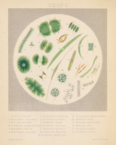 Agnes Catlow - Drops of Water: Drop I, 1851