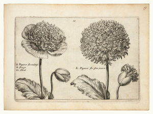 Crispin van de Passe - Poppy Flowers (from the florilegium Hortus floridus), 1615