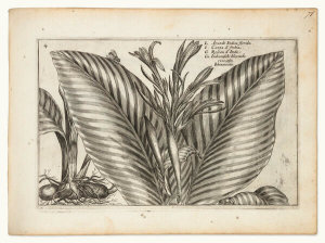Crispin van de Passe - Canna and other plants (from the florilegium Hortus floridus), 1615