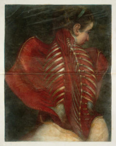 Gautier d'Agoty - Muscles and Spine of a Woman, 1746-48