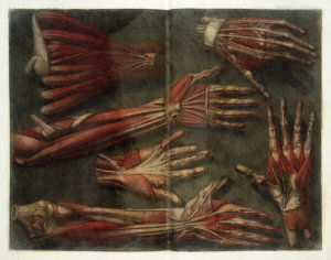 Gautier d'Agoty - Muscles of the Hand and Arm, 1746-48