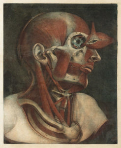 Gautier d'Agoty - Muscles of the Head, 1746-48