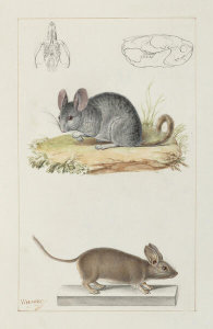 Paul Gervais - Rodents (Rongeurs), 1844