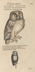 Conrad Gessner - Owls, 1555