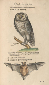 Conrad Gessner - Owl and Bat, 1555