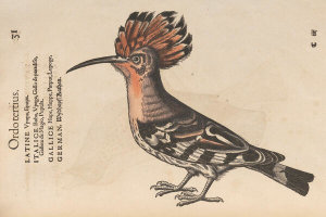 Conrad Gessner - Hoopoe, 1555