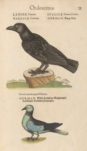 Conrad Gessner - Crows, 1555