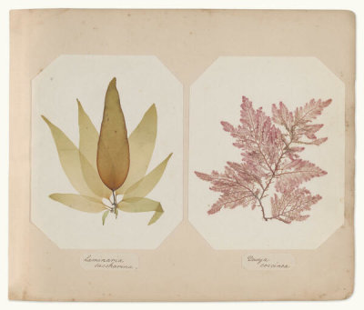 Miss G.E. Dyke-Poore - Laminaria saccharina and Dasya coccinea, 1855-85