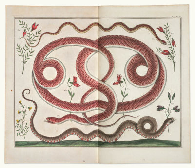 Albertus Seba - Snakes, 1734-65
