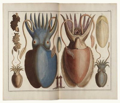 Albertus Seba - Squid, 1734-65