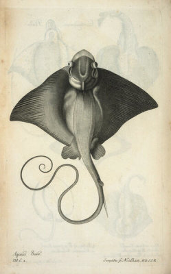 Francis Willughby - Aquila Salviani, 1686