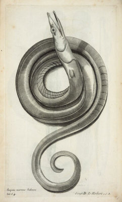 Francis Willughby - Serpens marinus Salviani, 1686