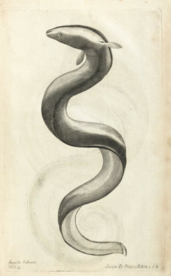Francis Willughby - Anguila Salviani, 1686