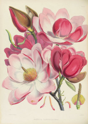 Walter Hood Fitch - Magnolia Campbellii, 1855