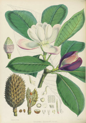 Walter Hood Fitch - Talaumi Hodgsoni, 1855