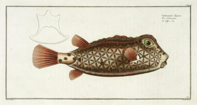 Marcus E. Bloch - Plate CXXXVIII from Ichthyology, or, general and particular natural history of fishes, 1785-97