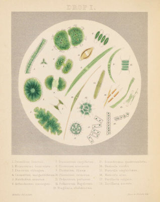 Agnes Catlow - Drops of Water: Drop I, 1851