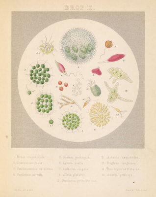 Agnes Catlow - Drops of Water: Drop II, 1851