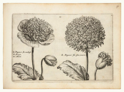 Crispin van de Passe - Poppy Flowers (from the florilegium Hortus floridus), 1615