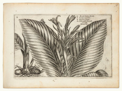 Crispin van de Passe - Canna and other plants (from the florilegium Hortus floridus), 1615