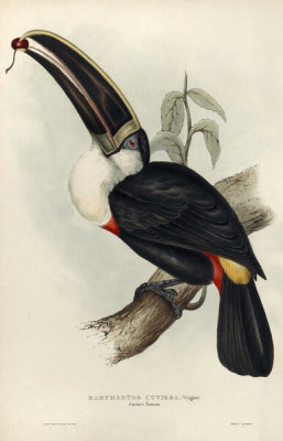Elizabeth Gould - Cuvier's Toucan, 1834