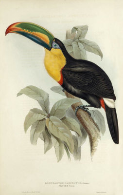 Elizabeth Gould - Sharpbilled Toucan, 1834