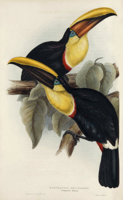 Elizabeth Gould - Swainson's Toucan, 1834