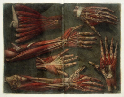 Gautier d'Agoty - Muscles of the Hand and Arm, 1746-48