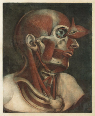 Gautier d'Agoty - Muscles of the Head, 1746-48