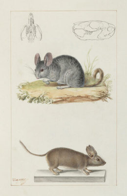 Paul Gervais - Rodents (Rongeurs), 1844