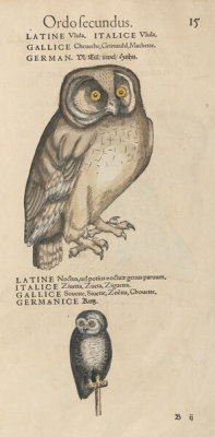 Conrad Gessner - Owls, 1555