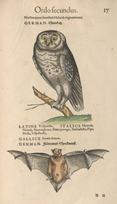 Conrad Gessner - Owl and Bat, 1555