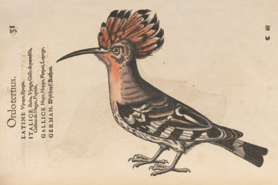 Conrad Gessner - Hoopoe, 1555