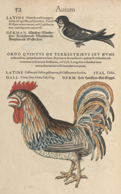 Conrad Gessner - Barn Swallow and Rooster, 1555