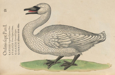 Conrad Gessner - Swan, 1555
