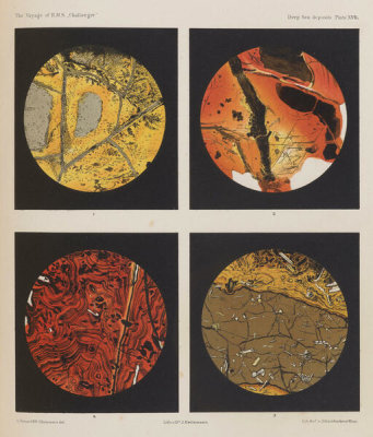Great Britain. Challenger Office - Deep Sea deposits, plate XVII, 1882-1895
